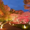 国営武蔵丘陵森林公園　光と森のStory 第2章 紅葉見ナイト